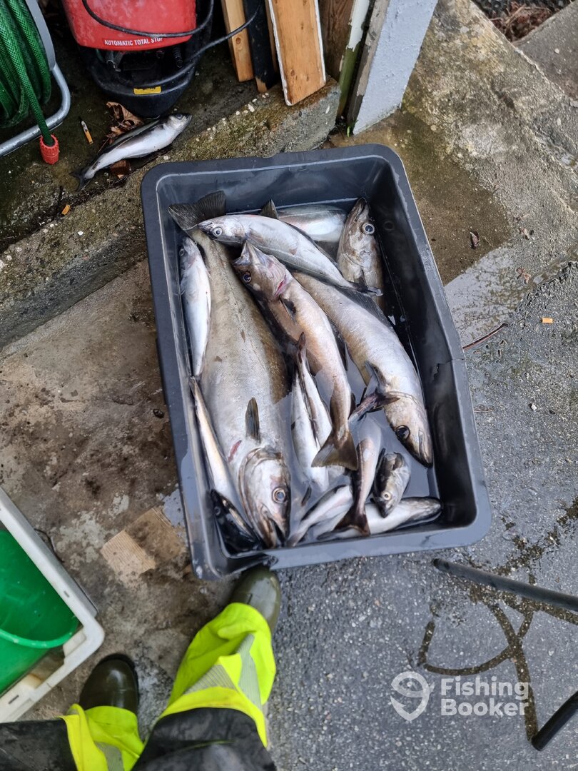 Alesund Report Photo 0