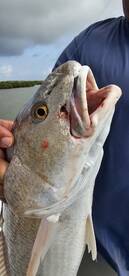 Port Isabel Report Photo 2