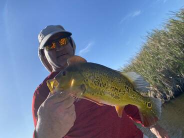  Everglades bass and giant gar 