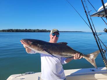 Cobia are here!