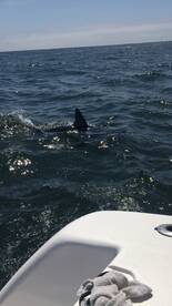 Good Spring Shark Fishing Continues 