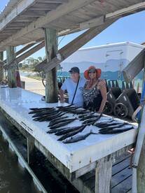 Spanish Mackerel are thick