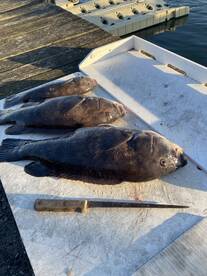 Brigantine Report Photo 2