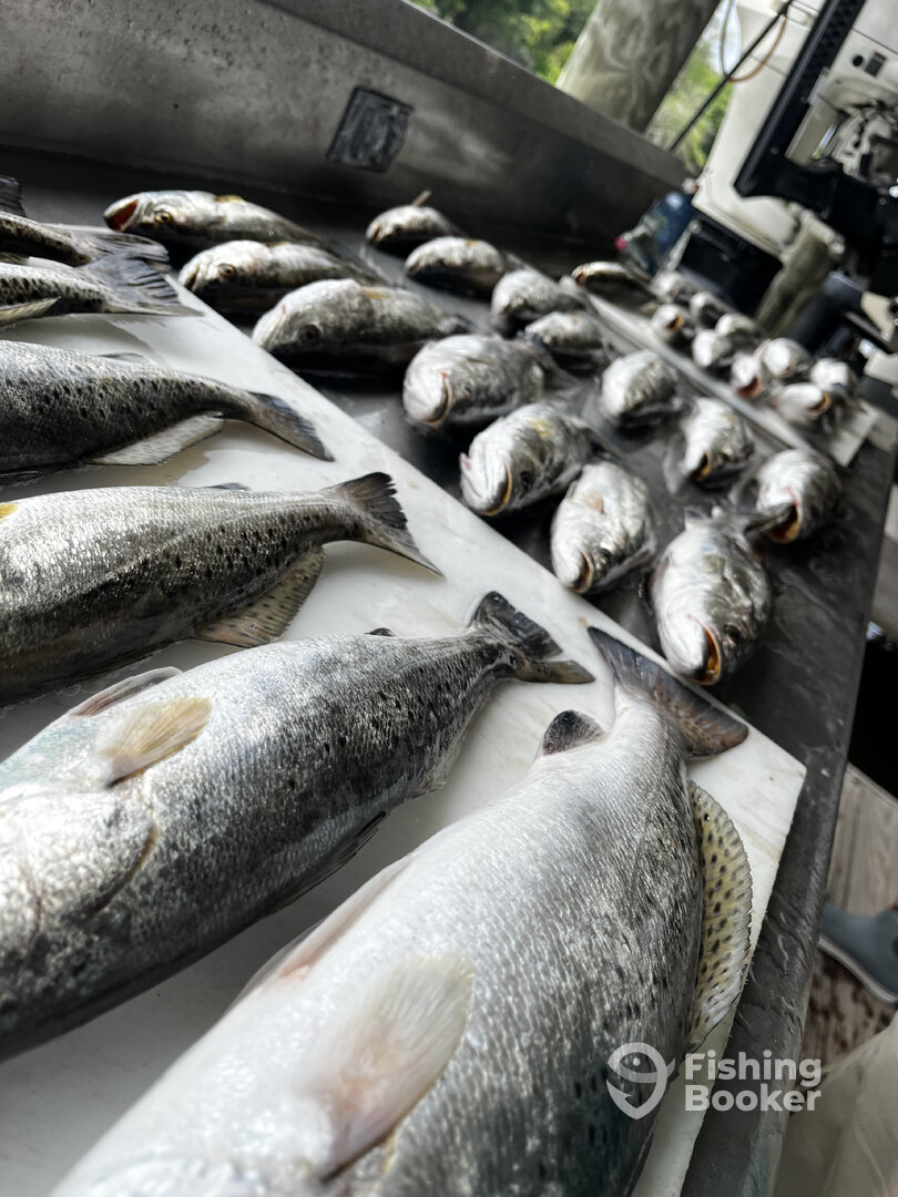 Saint Bernard, Louisiana trout