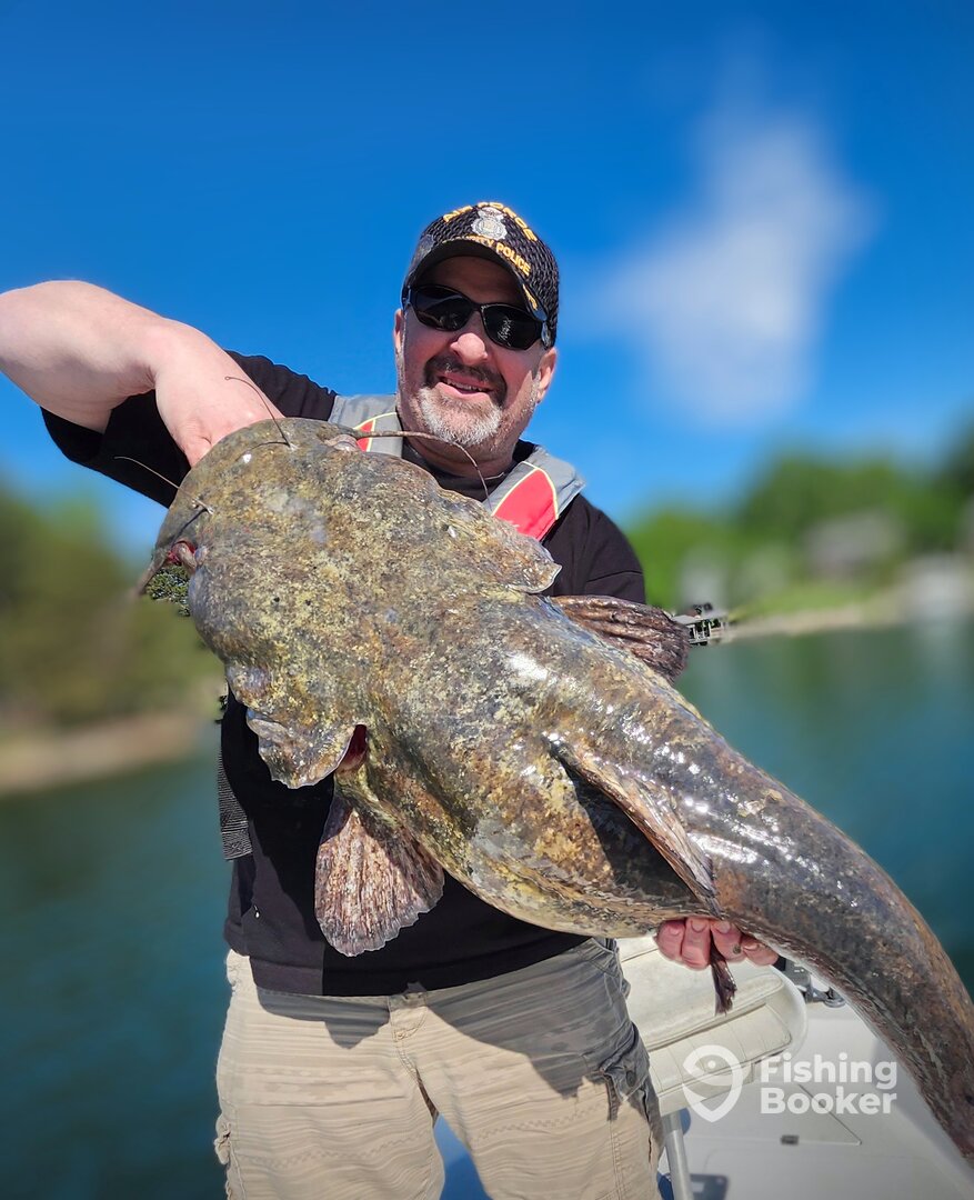 Massive 41.5 Lb Flat Head Catfish
