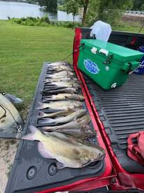 The catfish are on fire!!