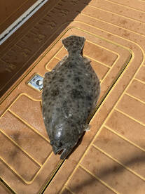 Stone Harbor Report Photo 2