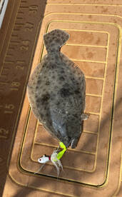 Stone Harbor Report Photo 1