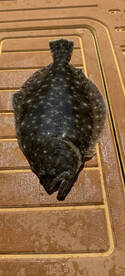 Flounder are here!