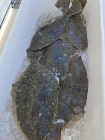 Chincoteague Report Photo 2