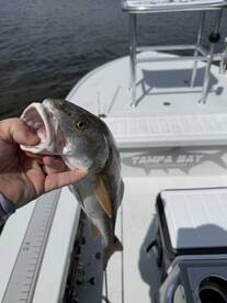Clearwater Report Photo 1