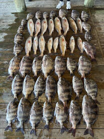 Sheephead Galore