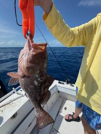 Grouper season !! 