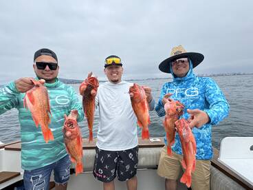 Big red snappers ! 