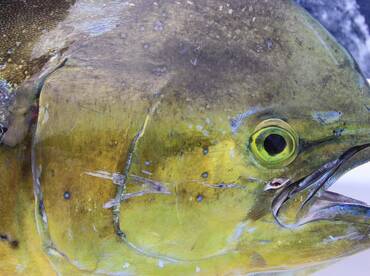 Quepos Report Photo 1