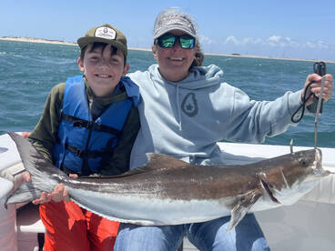 Cobia king