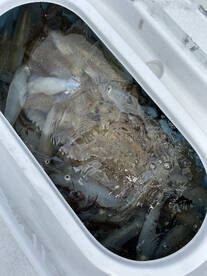 Squid!! - Over 100lbs in a couple hours!