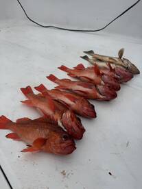 2 Hour Inshore Charter 5/3