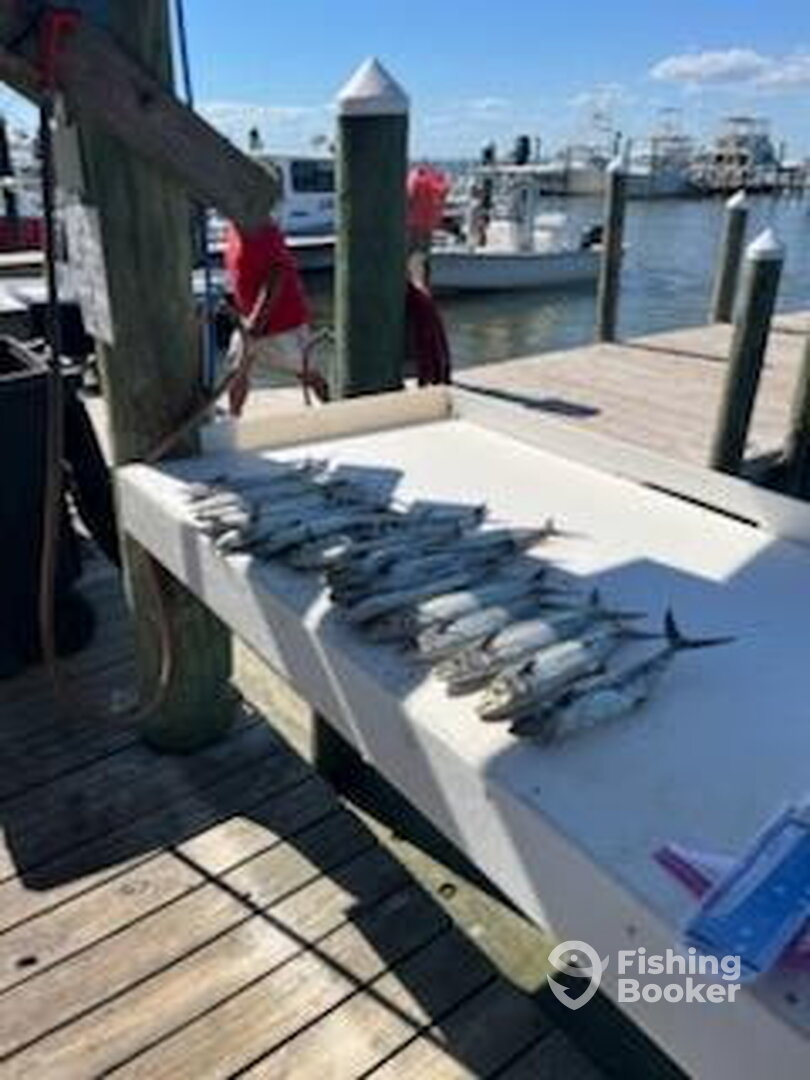 Gulf Shores Report Photo 0
