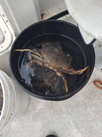 Parksville Report Photo 1