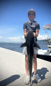 Cobia are back!
