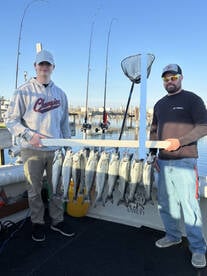 Coho 