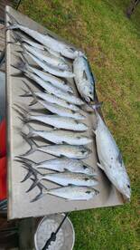 Spanish Mackerel 