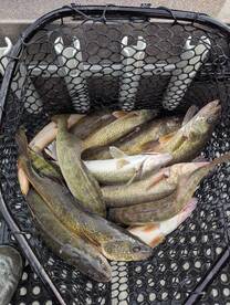 Saginaw Bay walleye fishing is heating u