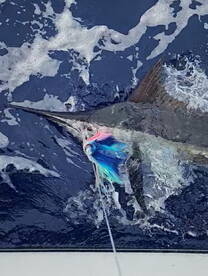 Blue Marlin