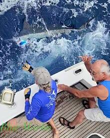 Blue Marlin