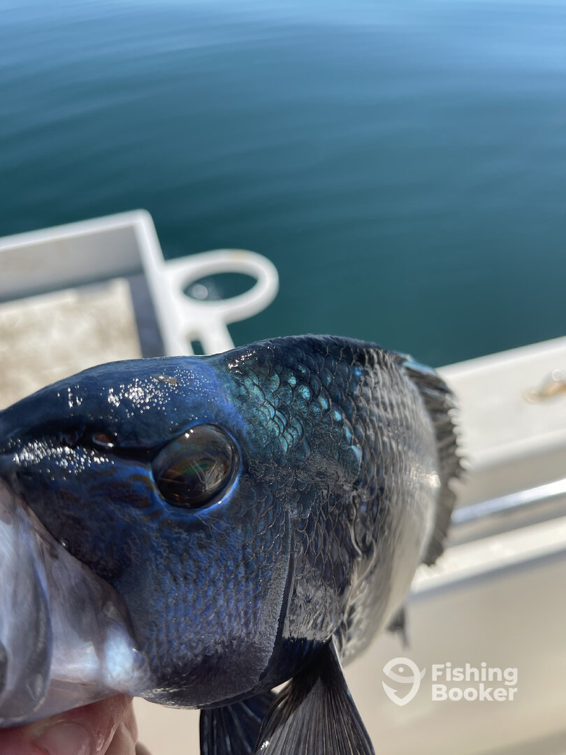 Nags Head Report Photo 0