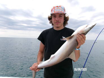 Lots of sharp nose shark around