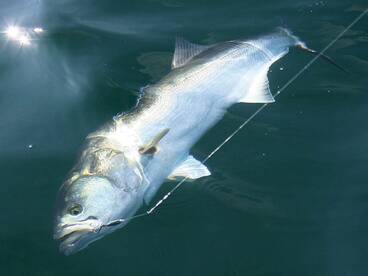 Bluefish