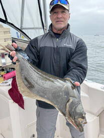 Halibut are getting bigger