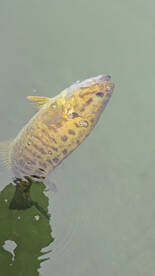 Bass fishing 