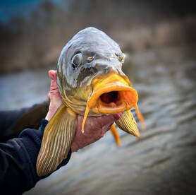 Carp on the fly 