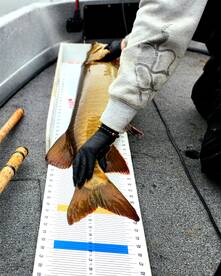 MUSKIE 