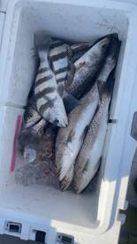 Good bit the past 2 days 