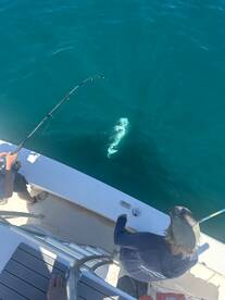 Nags Head Report Photo 1