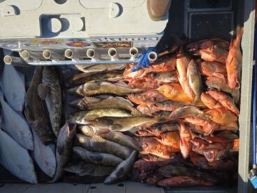 Olympic Peninsula Report Photo 1