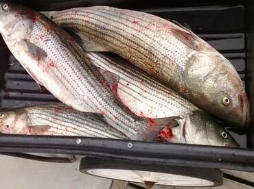 Bass, Bass & more Bass