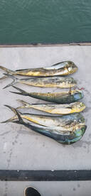 Pelagics speciea are here!