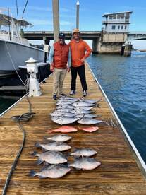 Gulfstream Tuna 