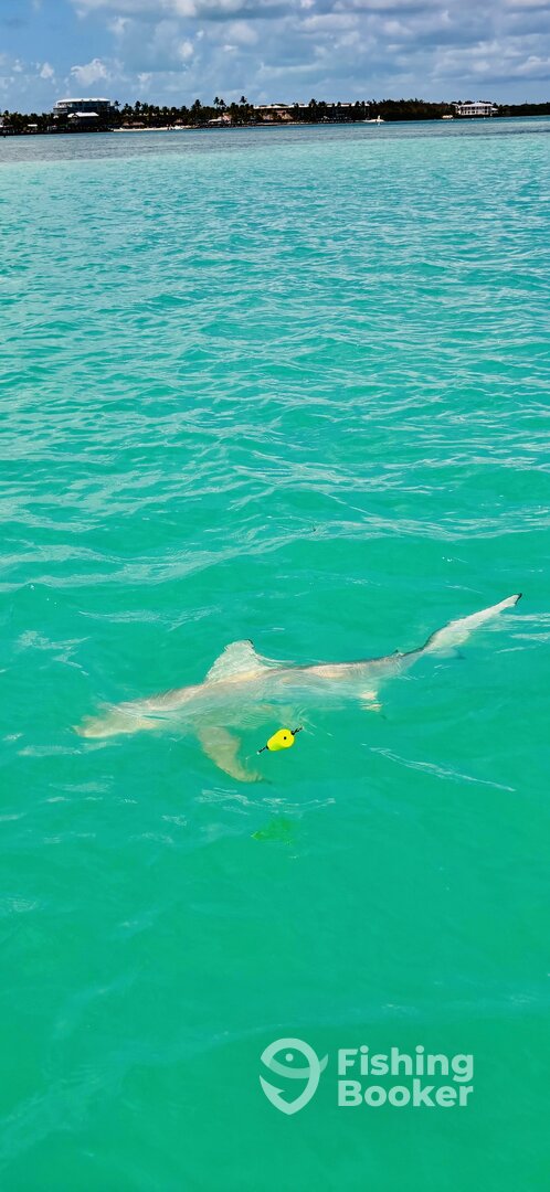 Islamorada Report Photo 0
