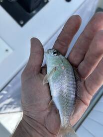 Chesapeake Beach Report Photo 1