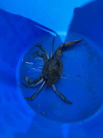  Rockfish opener coming up!!!