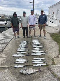 Big Bluefish and Spanish mackeral