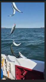 Sunday mornings multispeices fillled the