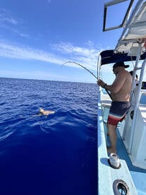Reef shark