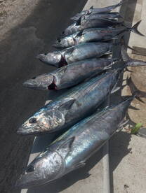 Near shore bonito!! 
